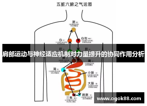 肩部运动与神经适应机制对力量提升的协同作用分析